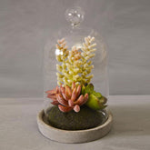 Fiori Small Succulent Dome with Cement Base