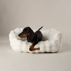 Scruffs Cloud Cream "My First" Box Bed for Puppies and Kittens