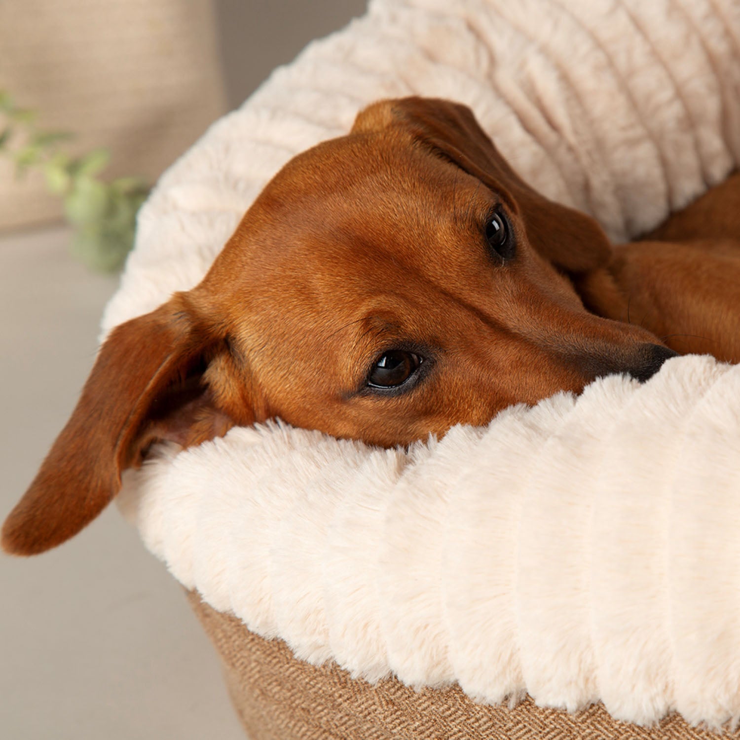 Scruffs Ellen Tan Pet Donut Bed