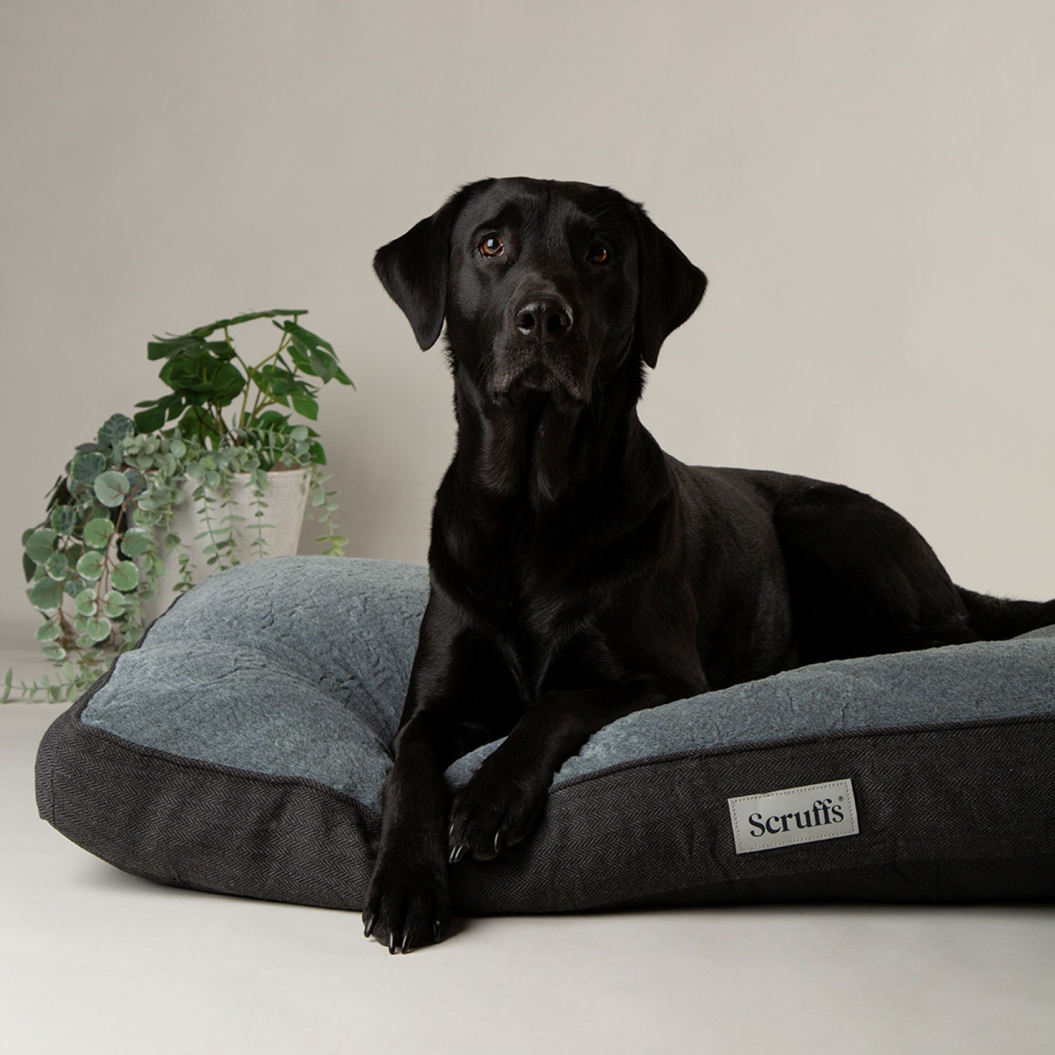 Scruffs Harvard Graphite Grey Memory Foam Orthopeadic Dog Mattress